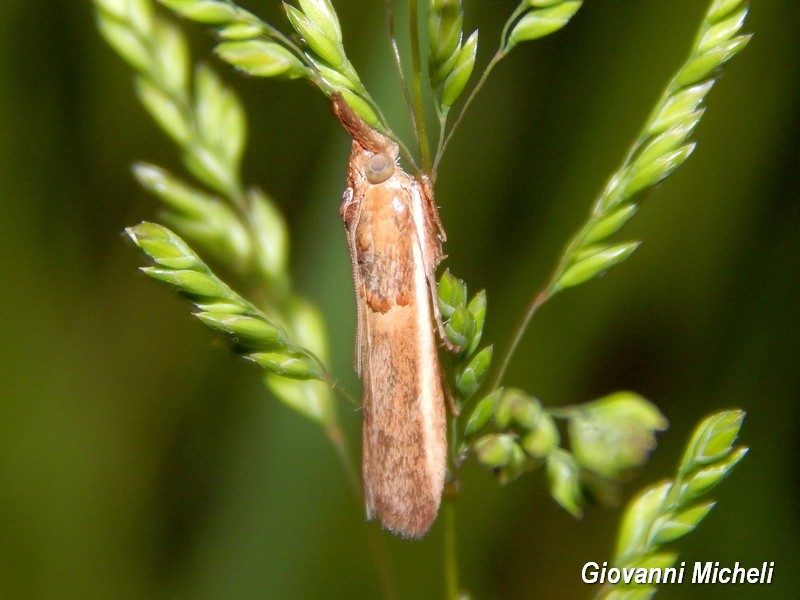 Etiella zinchenella, Pyralidae